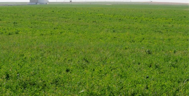 Qatar - farm view